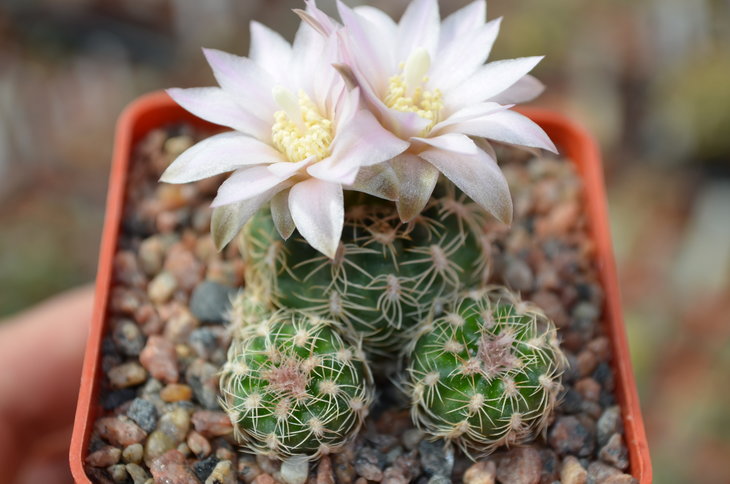 Gumnocalycium bruchii P174