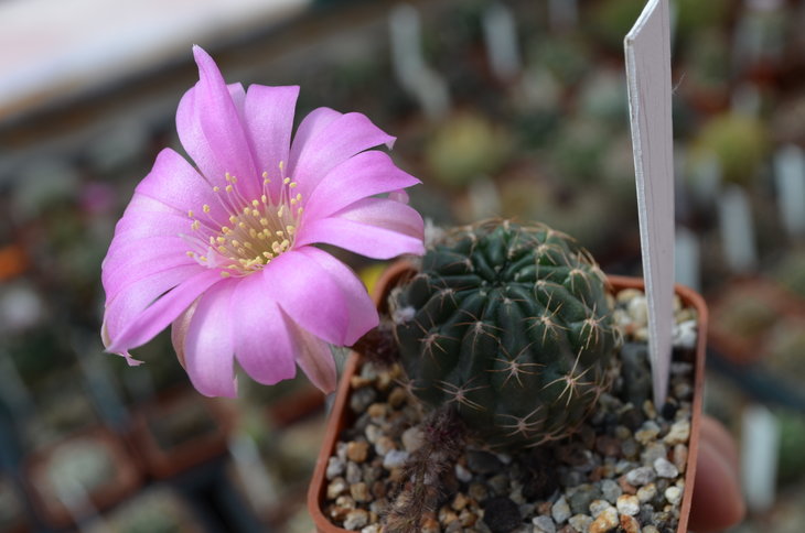 lobivia wrightiana v. chilensis