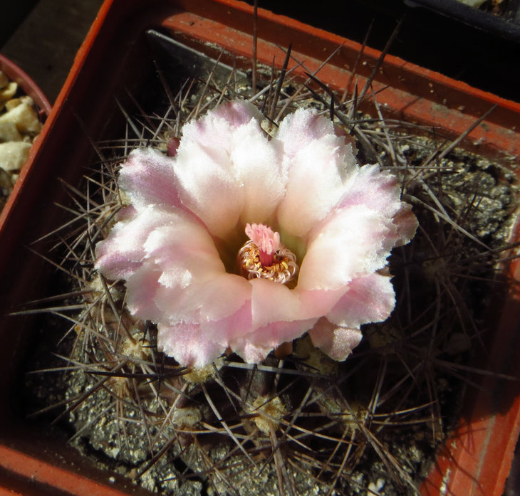 neochilenia sp.