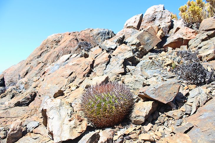 Rodentiophila megacarpa