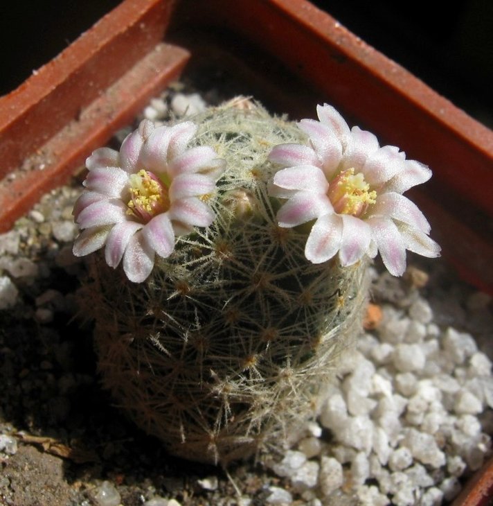 Mammillaria schiedeana ssp. giselae