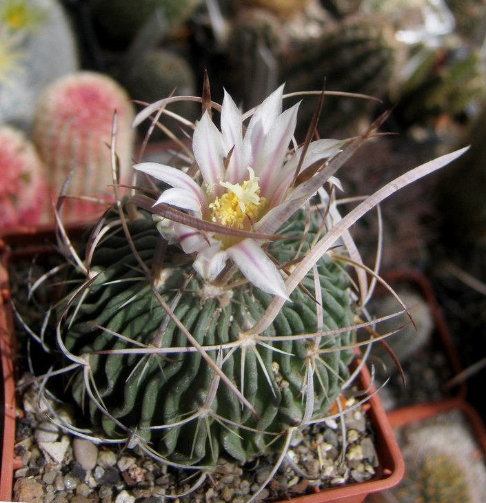 Stenocactus  sp. aff. lloydii