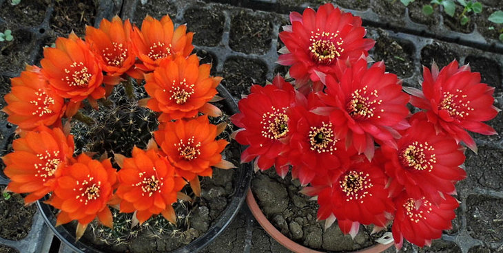 Lobivia arachnacantha