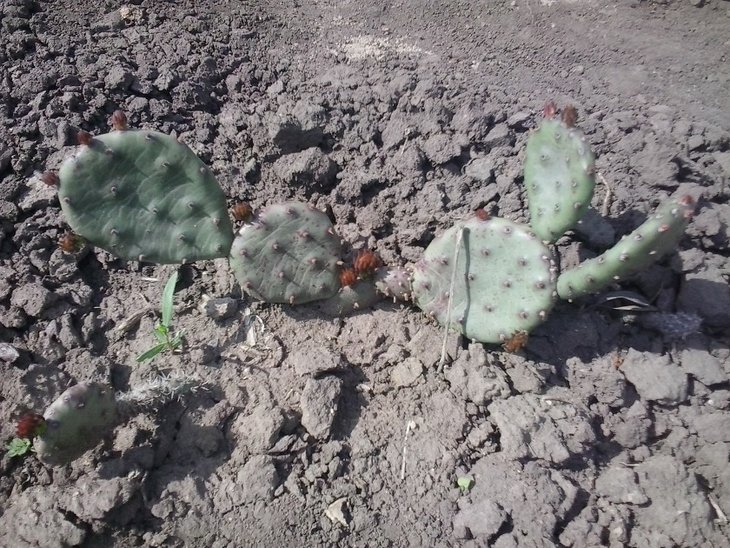 2016-05-01 Opuntia compressa,  Monmouth Co, NJ.jpg