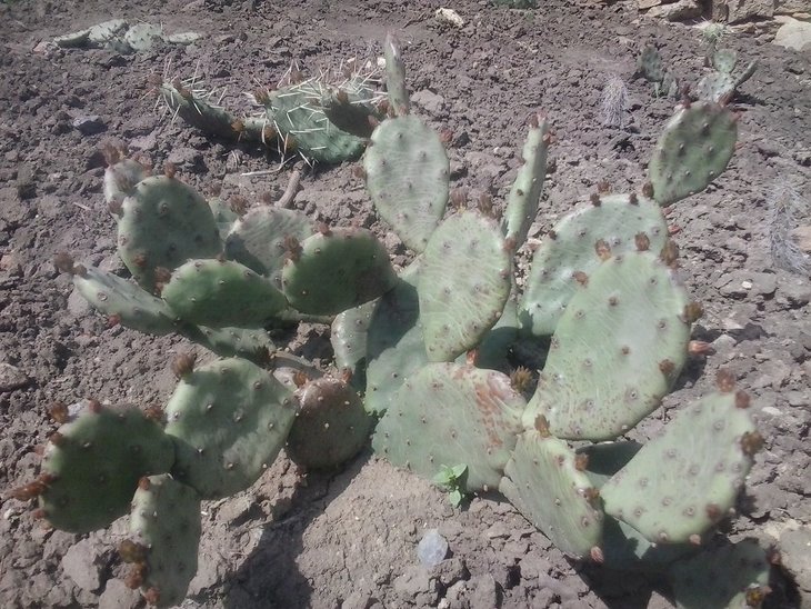 2016-05-01 Opuntia humifusa.jpg