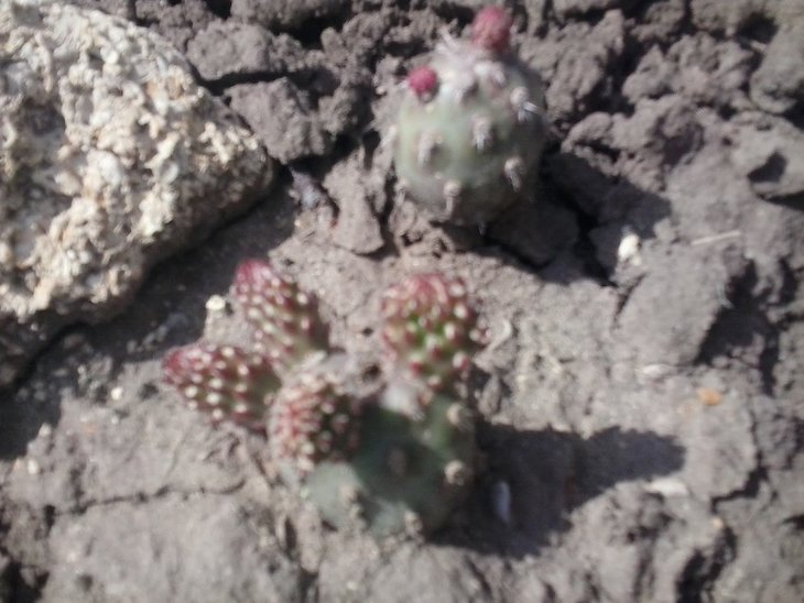 2016-05-01 Opuntia fragilis x Freiberg.jpg