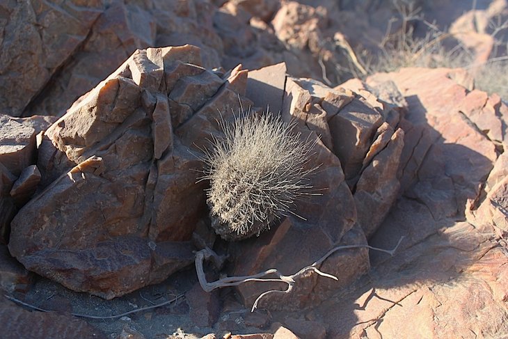 Neoporteria villosa