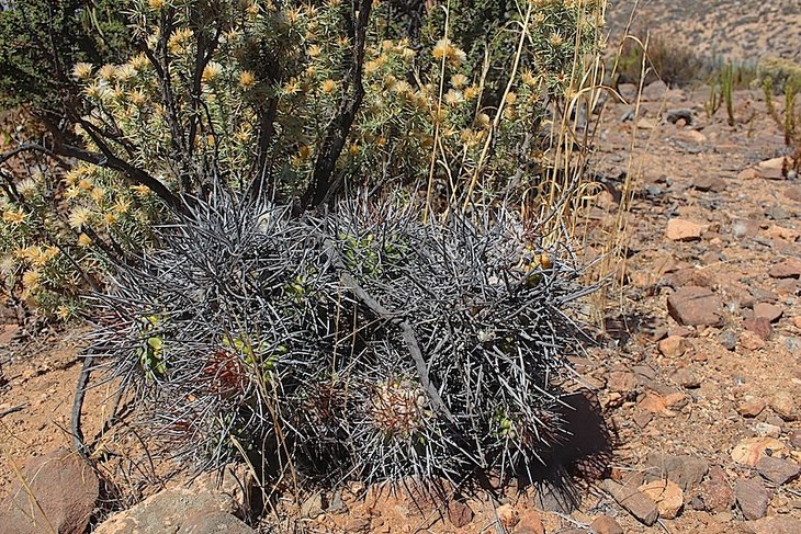 copiapoa coquimbana