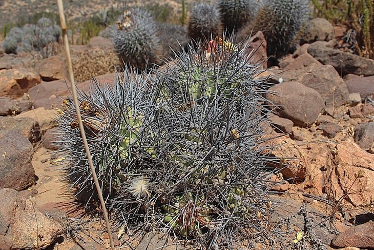 copiapoa coquimbana