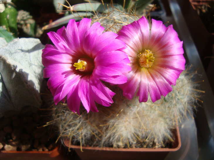 Mammill. guelzowiana v. robustior