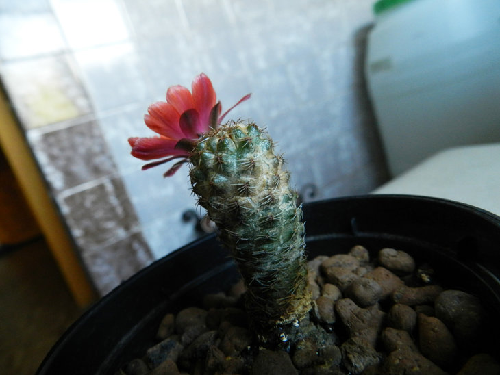 DSCN8267.JPG