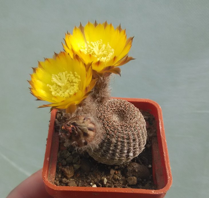 Reicheocactus