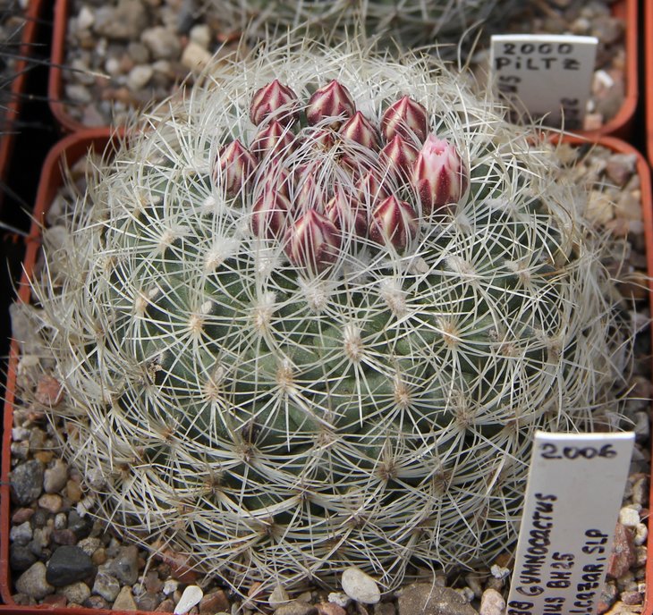 Gymnocactus knuthianus BH25
