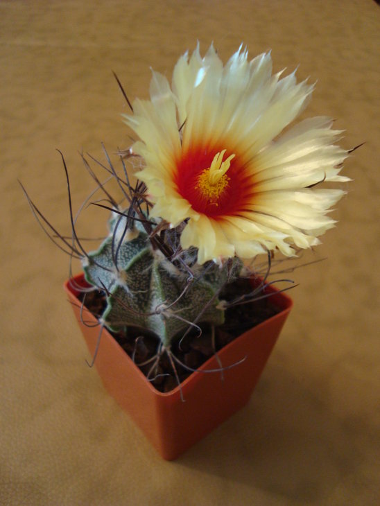 DSC07715.JPG