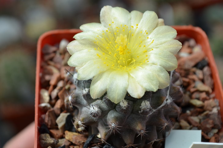 Copiapoa Texnuissima