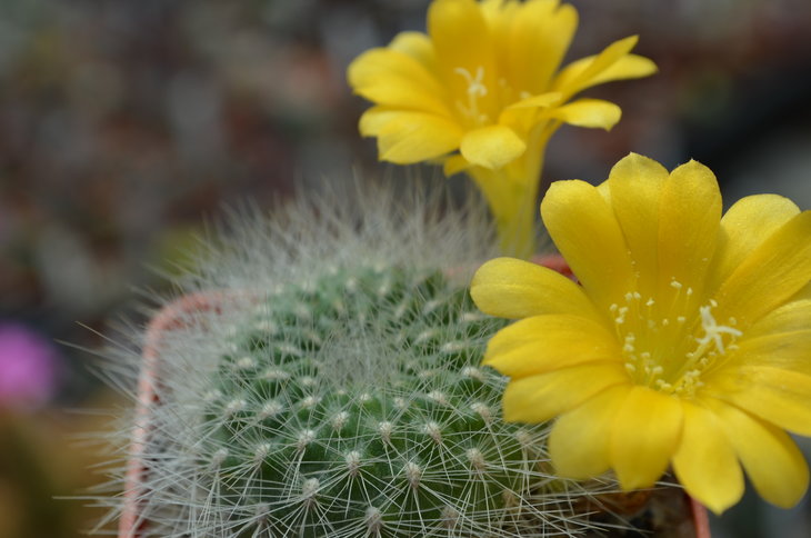 Rebutia Kesselringii
