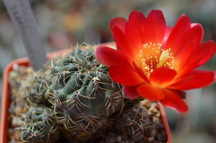 Sulcorebutia Tarabucoensis