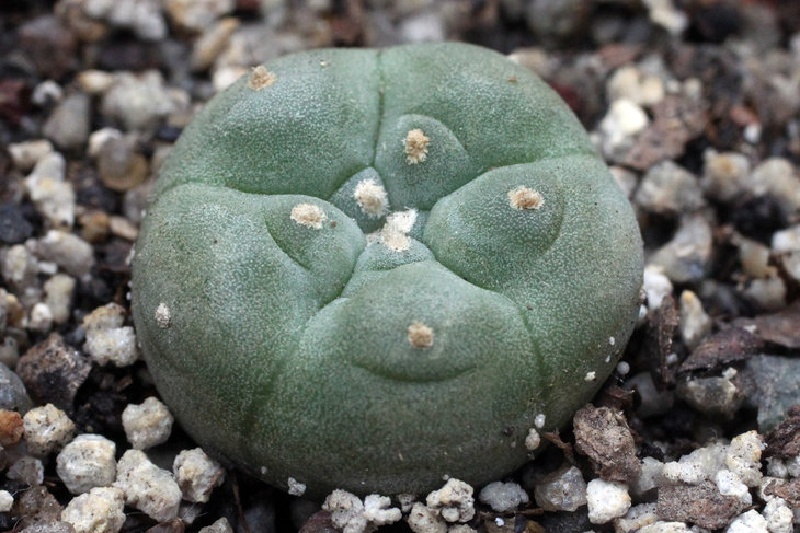 Lophophora williamsii var. texensis