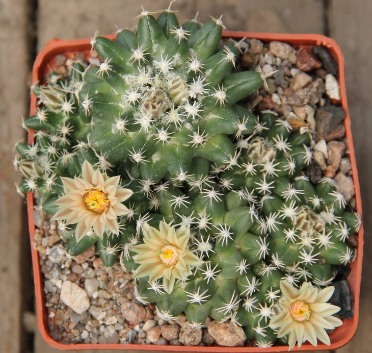 Escobaria missouriensis navajoensis RP33 Navajo Co Az    MG412.1