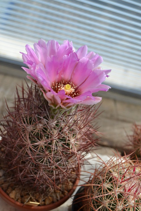 SB690