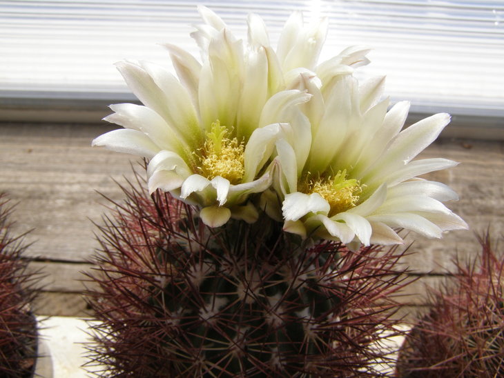 lutescens,Lz539