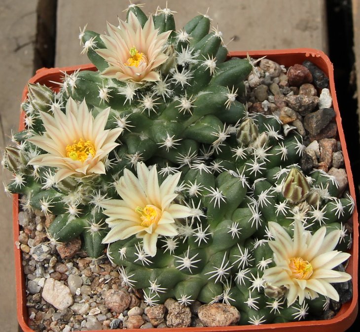 Escobaria missouriensis navajoensis RP33 Navajo Co Az  MG412.1