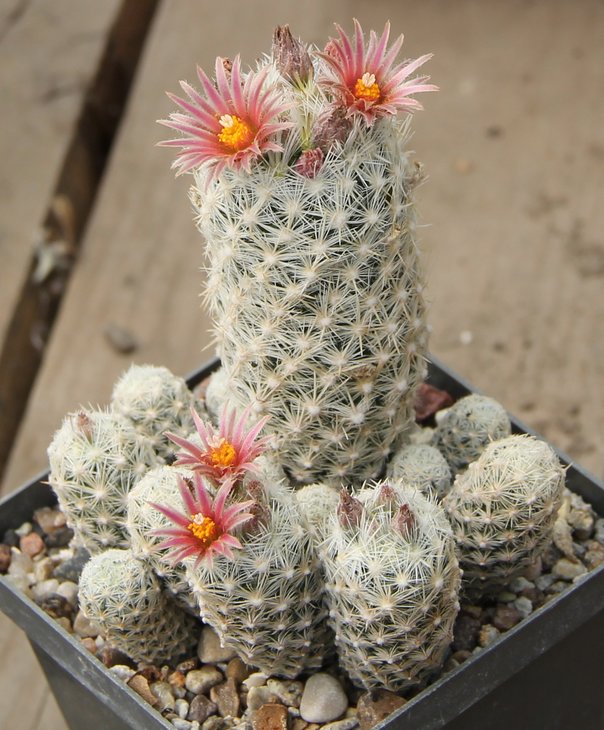 Escobaria schnedii  lee SB397 Eddy Country NM  MG382