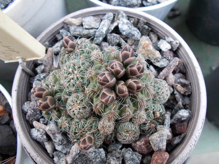 Gymnocalycium bruchii.JPG