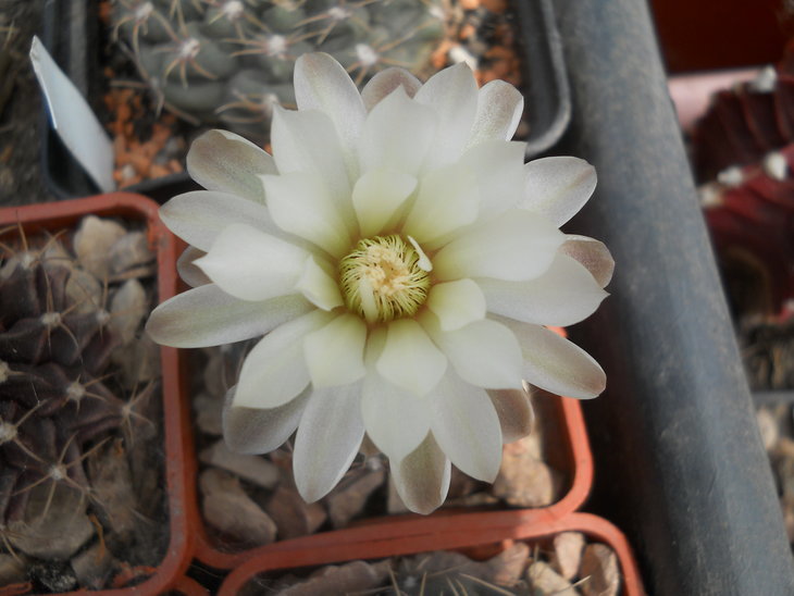 DSCN4773.JPG