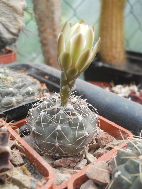 DSCN4770.jpg