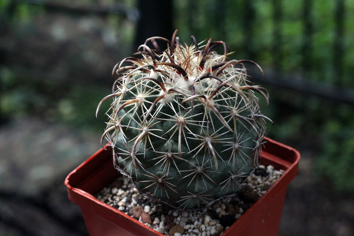 Сoryphantha kracikii