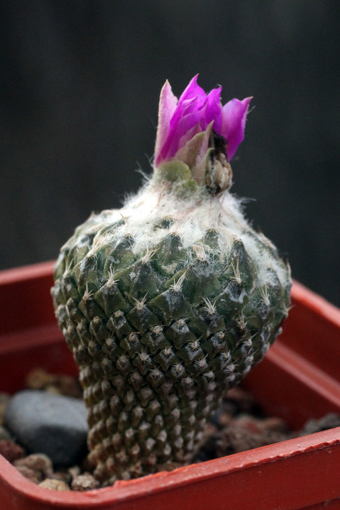 Pelecyphora strobiliformis
