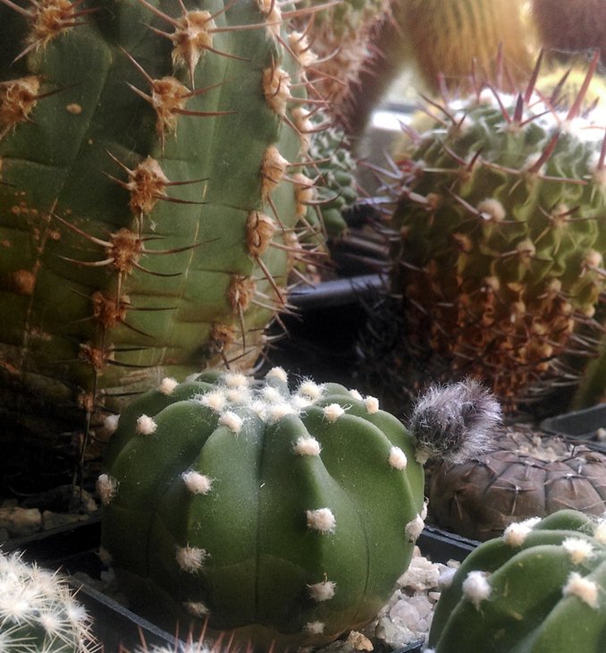 Echinopsis subdenudata.jpg
