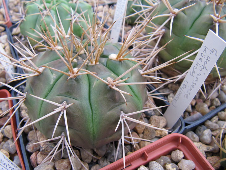 Gymnocalycium eurypleurum.JPG