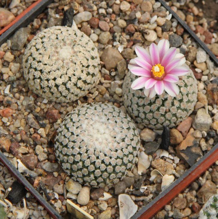 Turbinicarpus valdezianus
