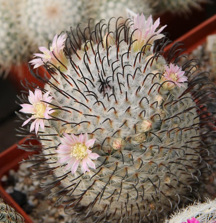 Mammillaria peresdelarosae