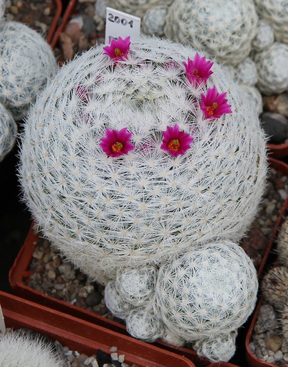 Mammillaria humboldtii
