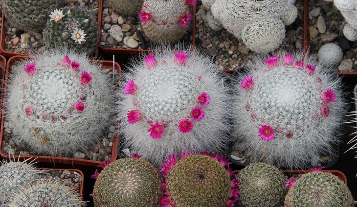 Mammillaria hahniana