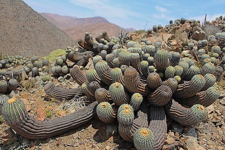 Copiapoa haseltoniana v. tenebrosa f.nuda