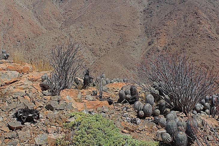 Copiapoa cinerea