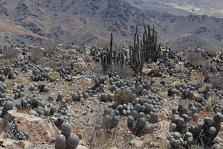 Copiapoa cinerea