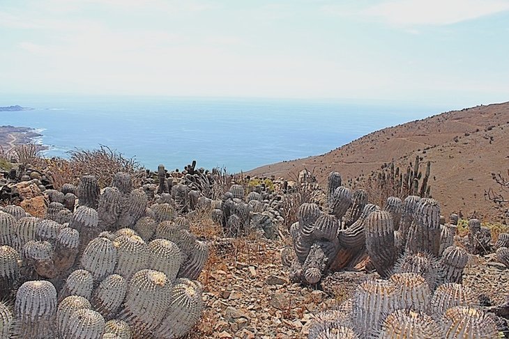 Copiapoa cinerea