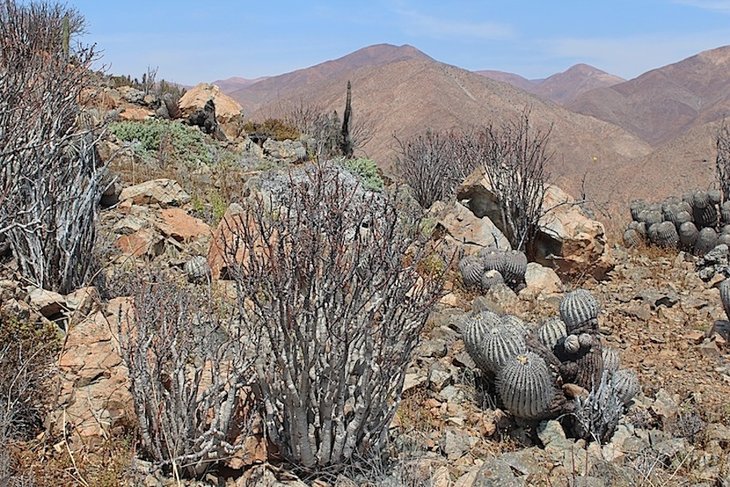 Copiapoa cinerea