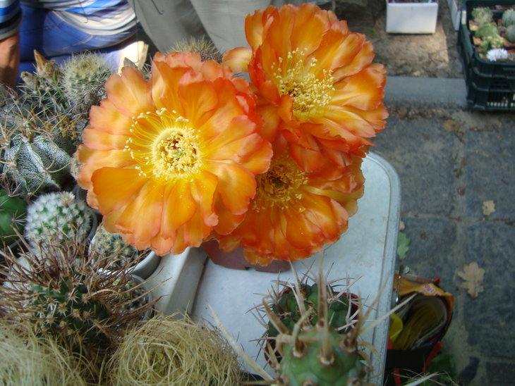 2016 024.jpg