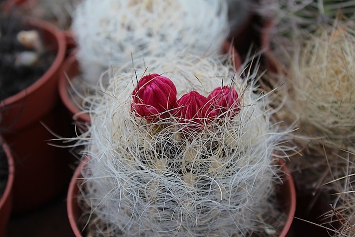 Neoporteria senilis