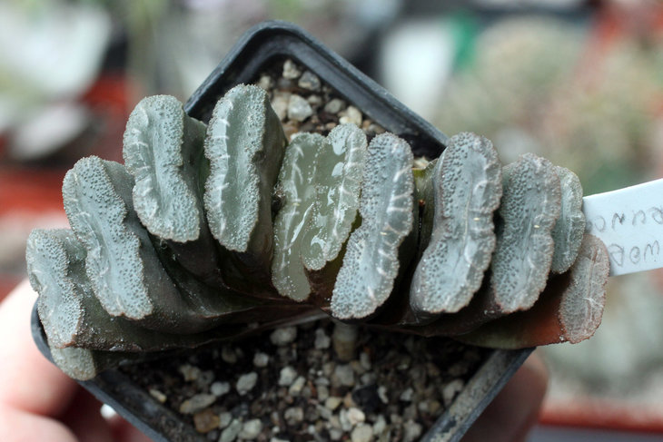 Haworthia truncata