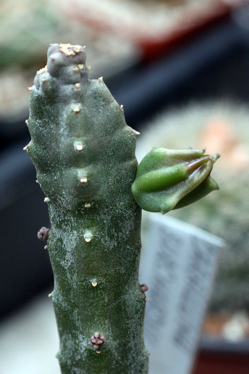 Caralluma burchardii