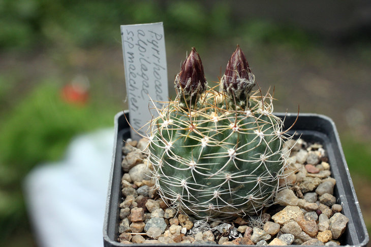 Pyrrhocactus aspillagae