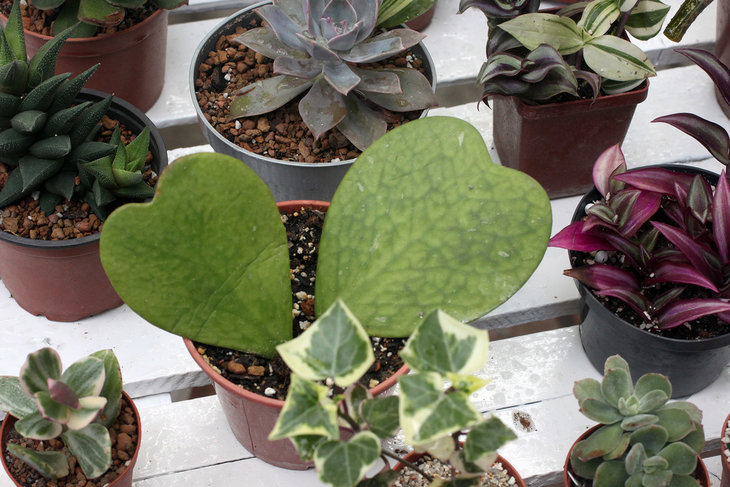 Hoya kerrii