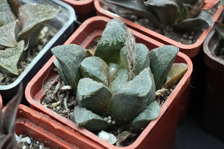 Haworthia hybr.